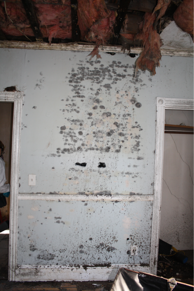 Mold from Water damage