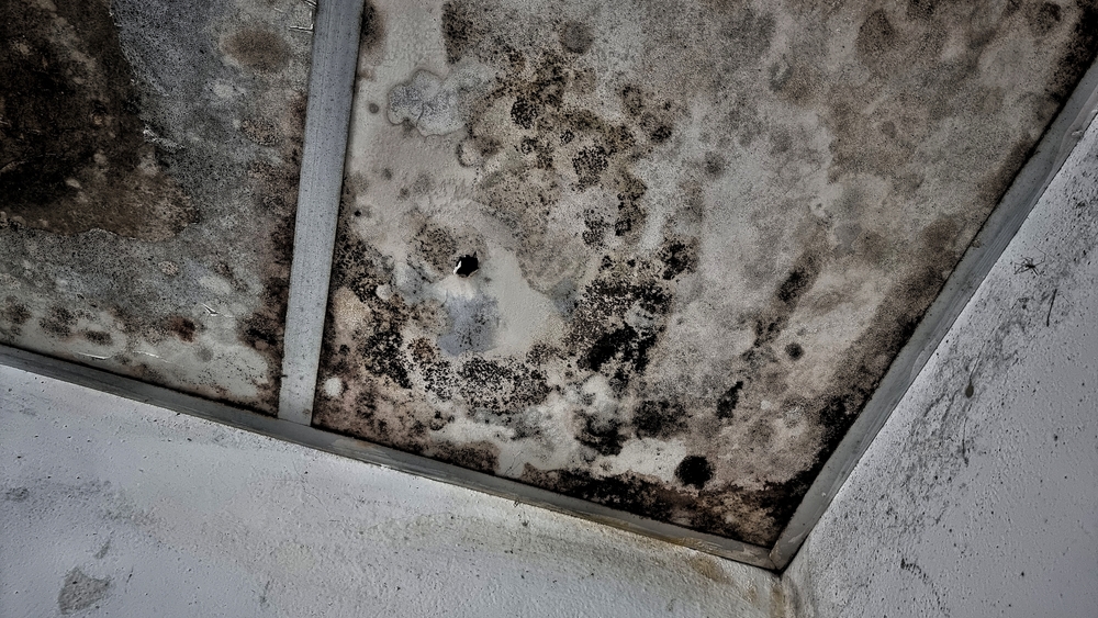 black mold and mildew spots