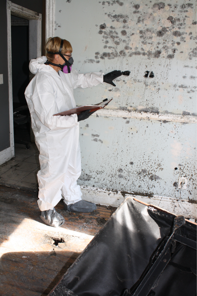mold from water damage on wall getting assessed