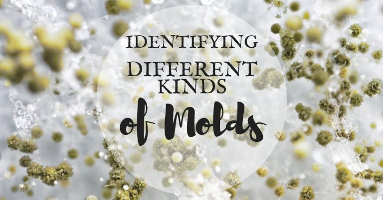 Identifying Different Molds