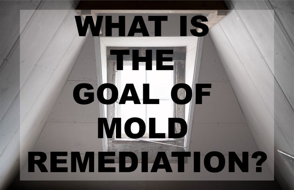 mold removal companies