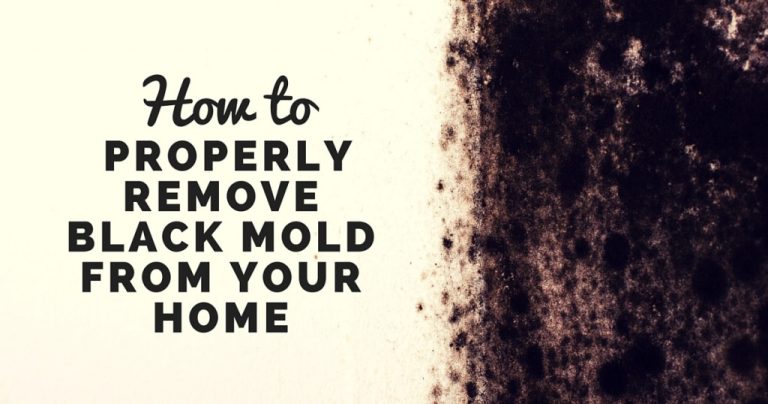 How to Properly Remove Black Mold