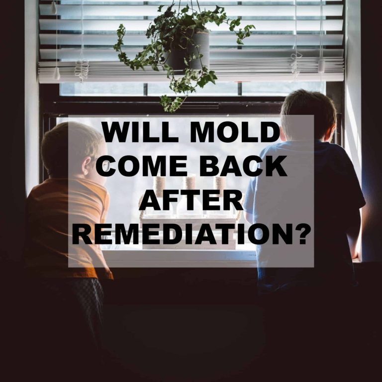 Will mold come back after remediation