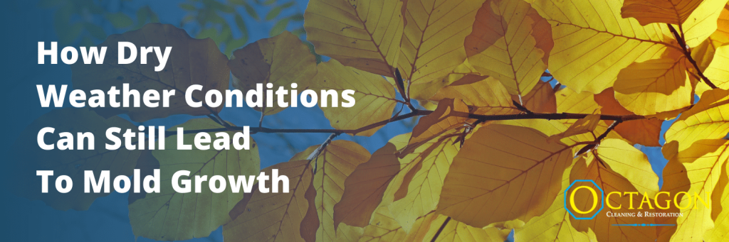 dry weather and mold growth