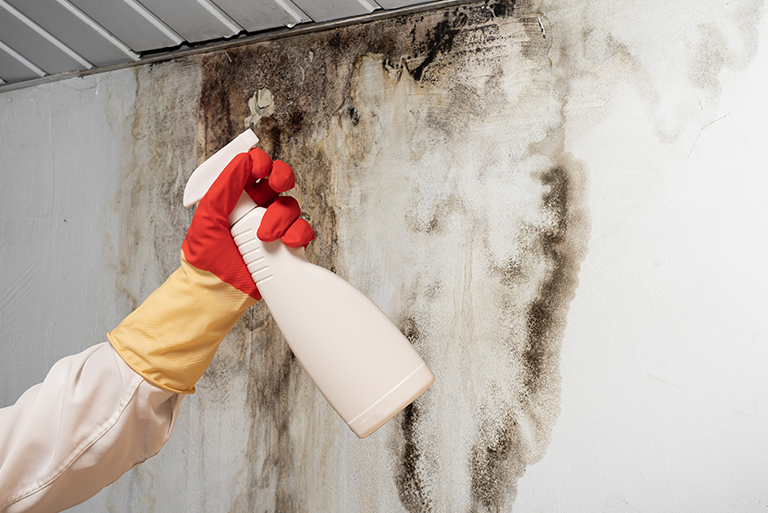 mold during summer months