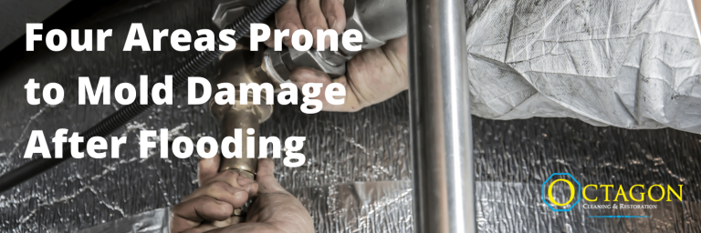 mold damage after flooding