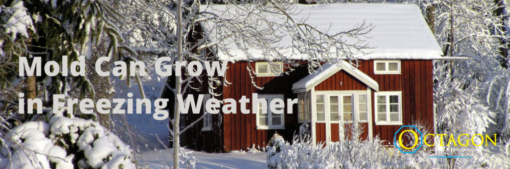 mold during winter