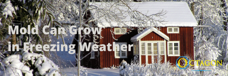 mold during winter