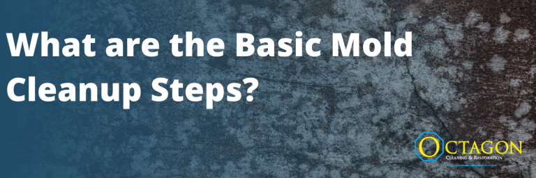 What are the Basic Mold Cleanup Steps?