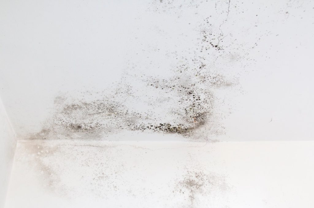 Mold on white wall Fungus on white background