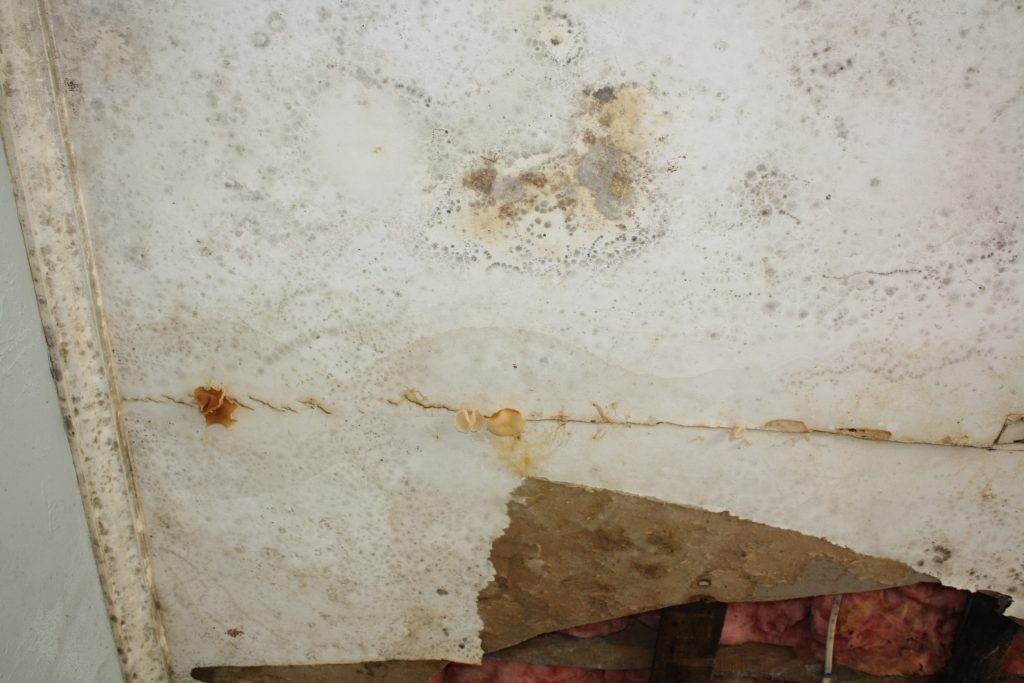 Mold on the wall.