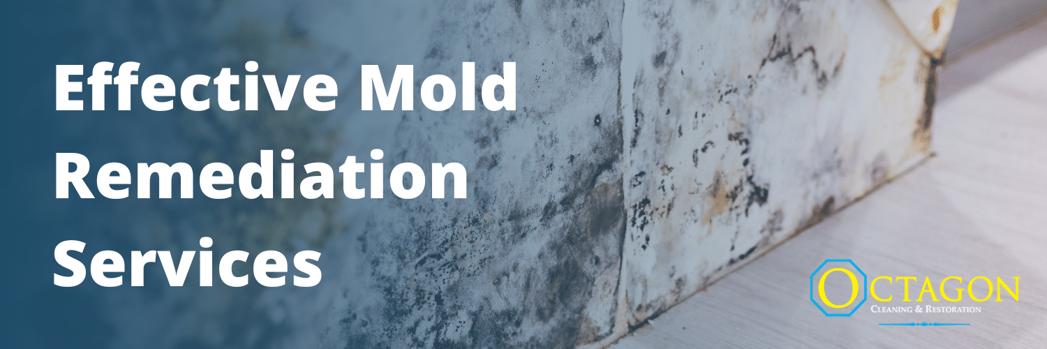 Effective Mold Remediation Services by Octagon Cleaning & Restoration