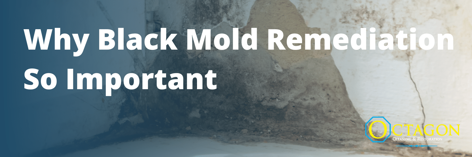 Why is Immediate Black Mold Remediation So Important?