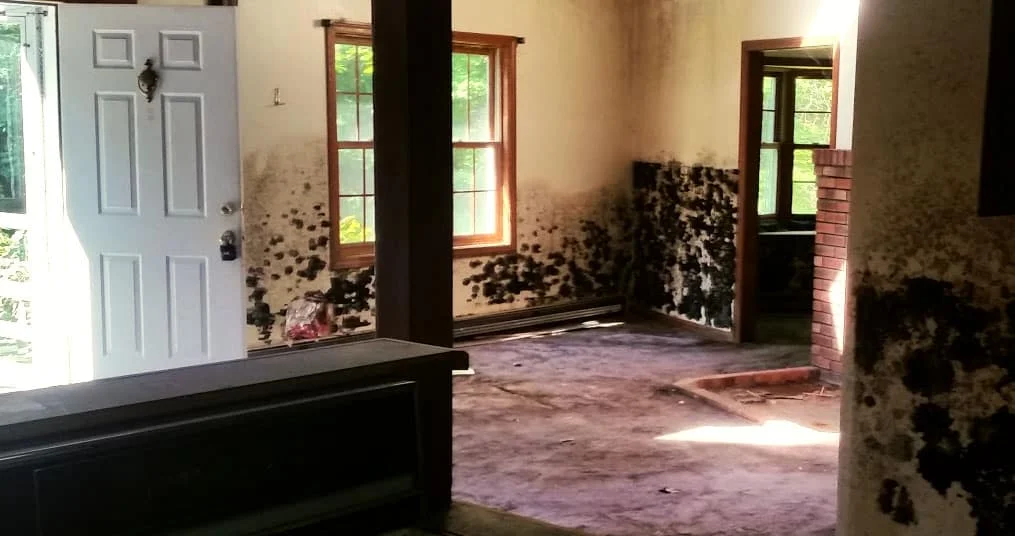 Mold Removal