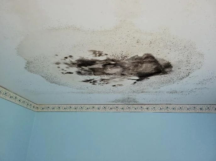 ceiling mold