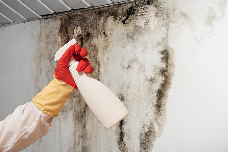 mold during summer months