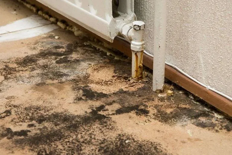 immediate black mold remediation