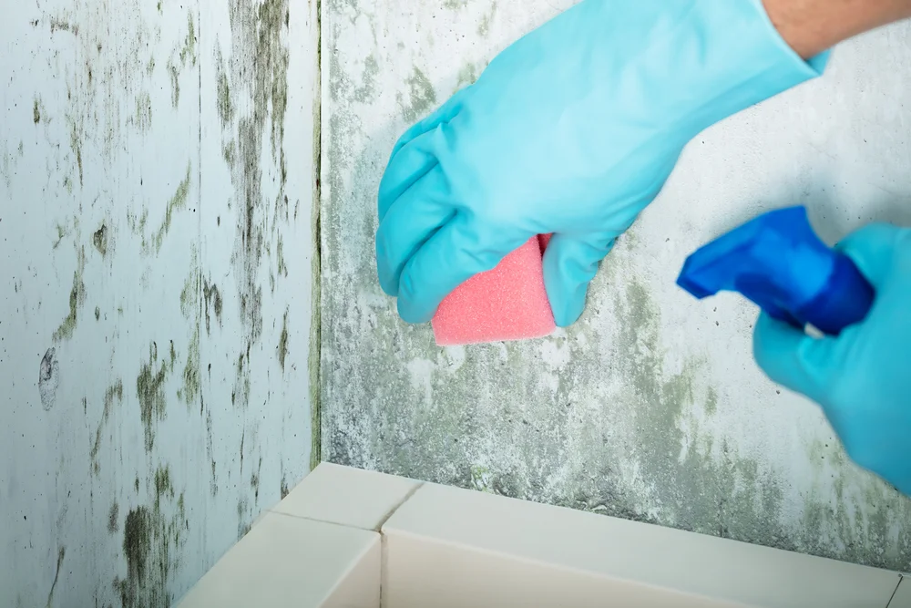 Close-up,Of,A,Person,Hand,Cleaning,Mold,From,Wall,Using