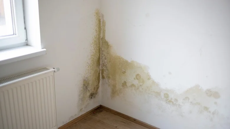 Corner of a room with white walls and a radiator; large mold and damp stains spreading from the corner near the window